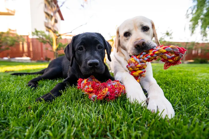 Labrador retriever dogs looking at camera while they are chewing a rope toy in backyard