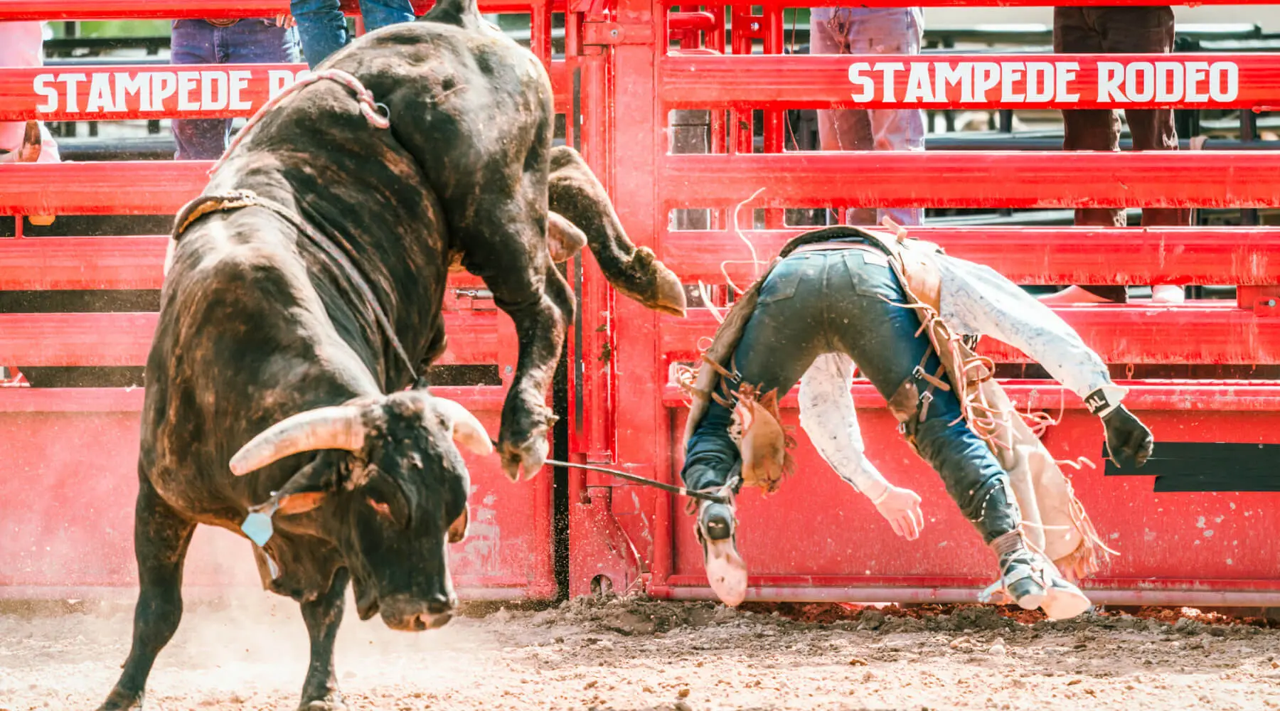 Bull rider flipped by bull in a rodeo 