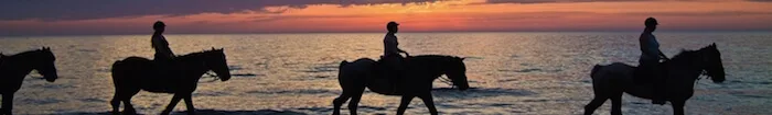 horse-sunset