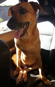 Cooper Sitting in car