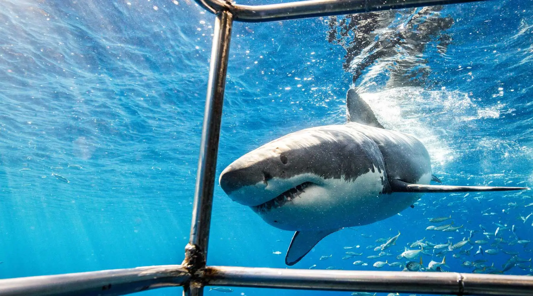 A shark in the water during a shark cage dive