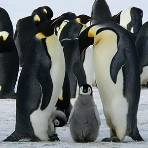 antarctica-penguins-429128_960_720-300