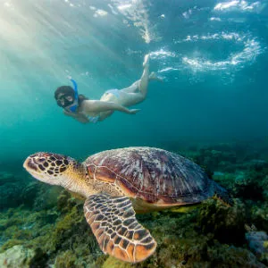 Sea Turtles in Cebu