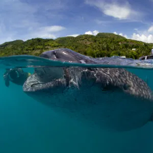 Whale shark. Cebu