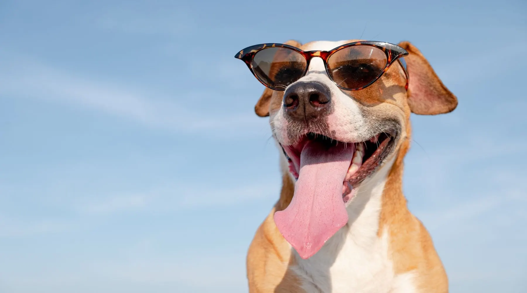 Happy dog wearing sunnies.