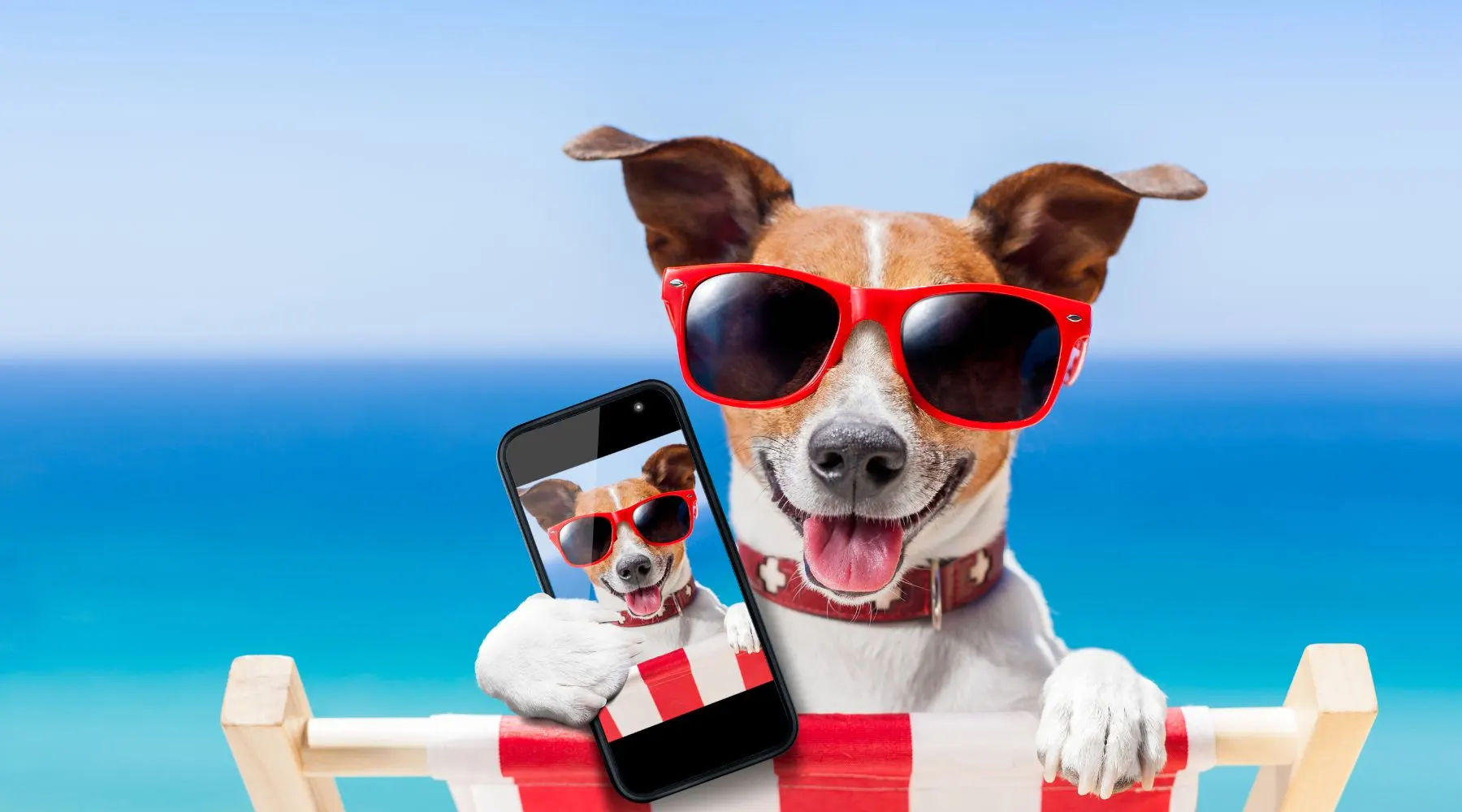 Dog taking a selfie during summer holidays