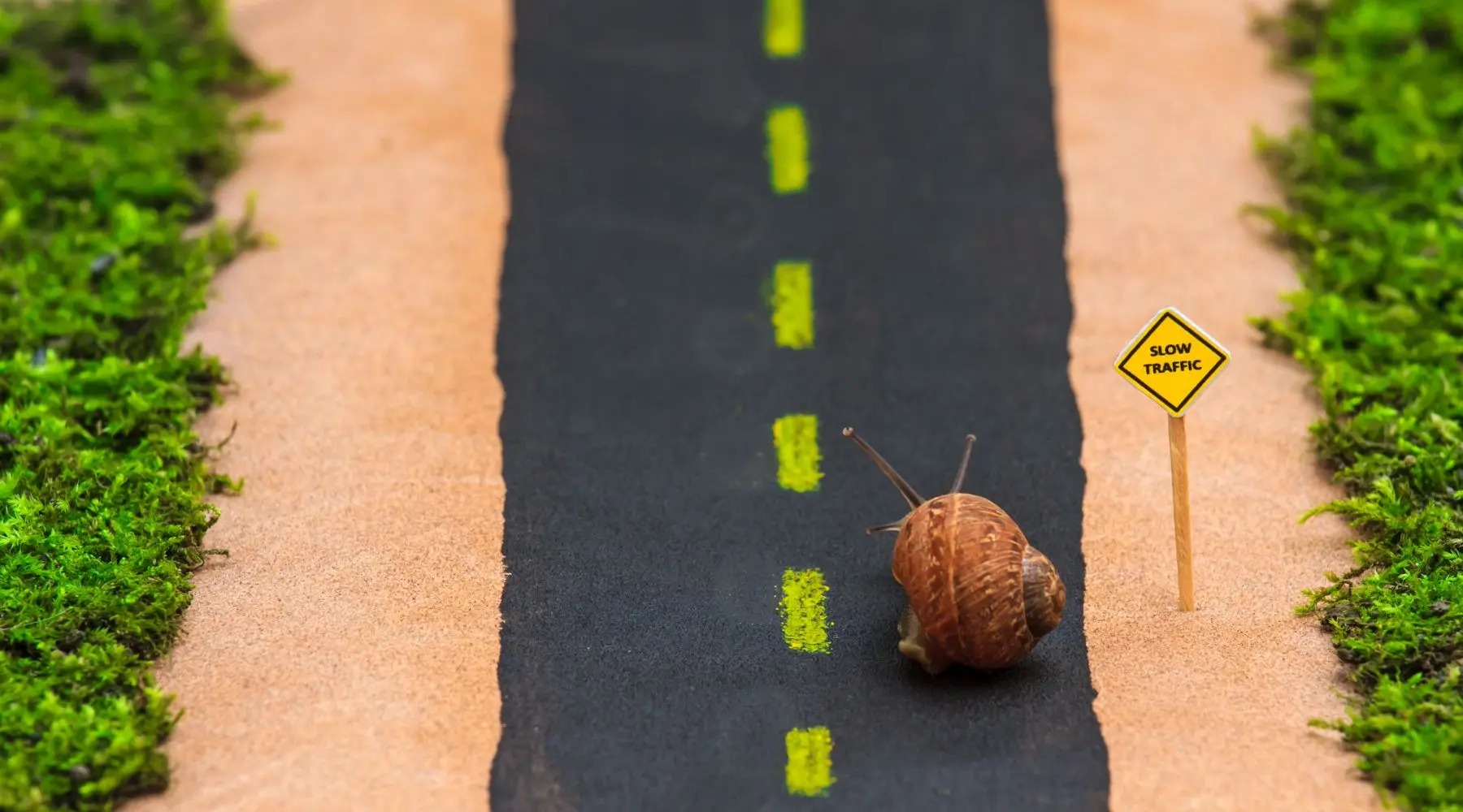 slow traffic - snail on the road with a slow traffic sign and grass on the sides