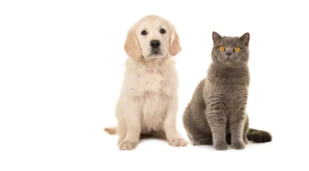 The differences and similarities between cats and dogs