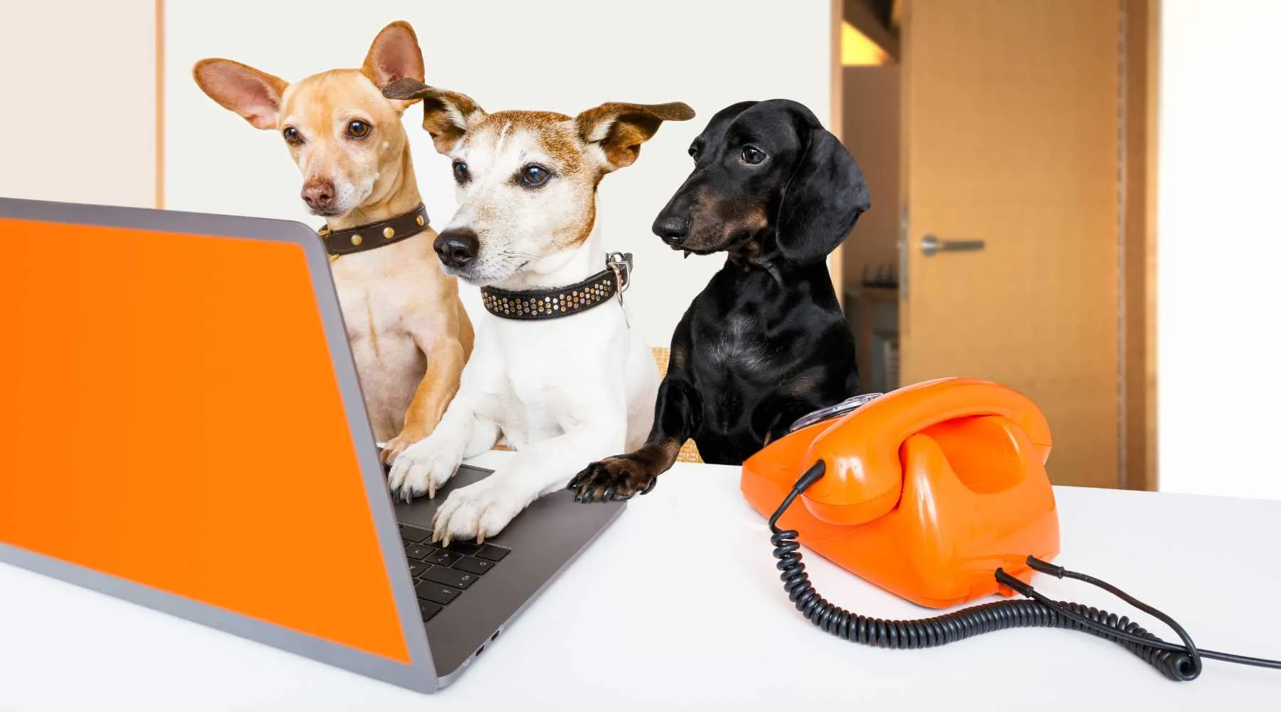 3 dogs using a landline phone and the internet on a laptop
