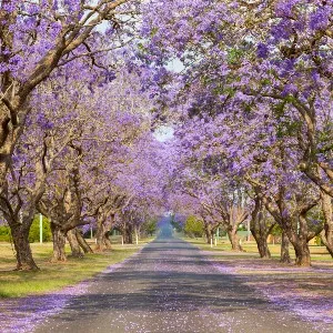 Purple jacaranda trees lining either side of a road. Flowers sit at the edge of the road.