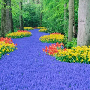 Springtime Garden Design with Grape Hyacinth, Tulip and Daffodil. Keukenhof Gardens, Lisse, Holland, Europe.