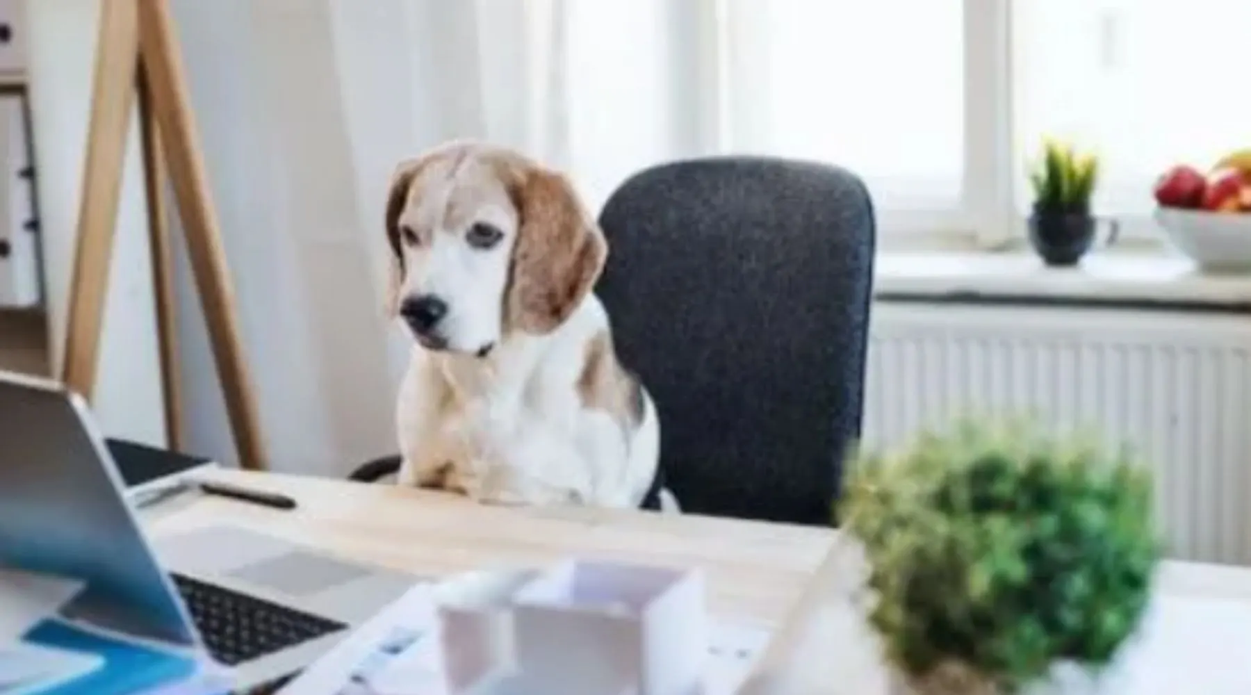 A dog sitting on the office chair