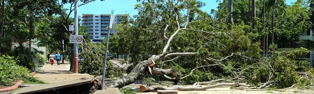 Darwin, Australia, is often the target of powerful cyclones. Cyclone Marcus in March 2018 destroyed thousands of tree and caused US $75 million in damage. Image: Supplied