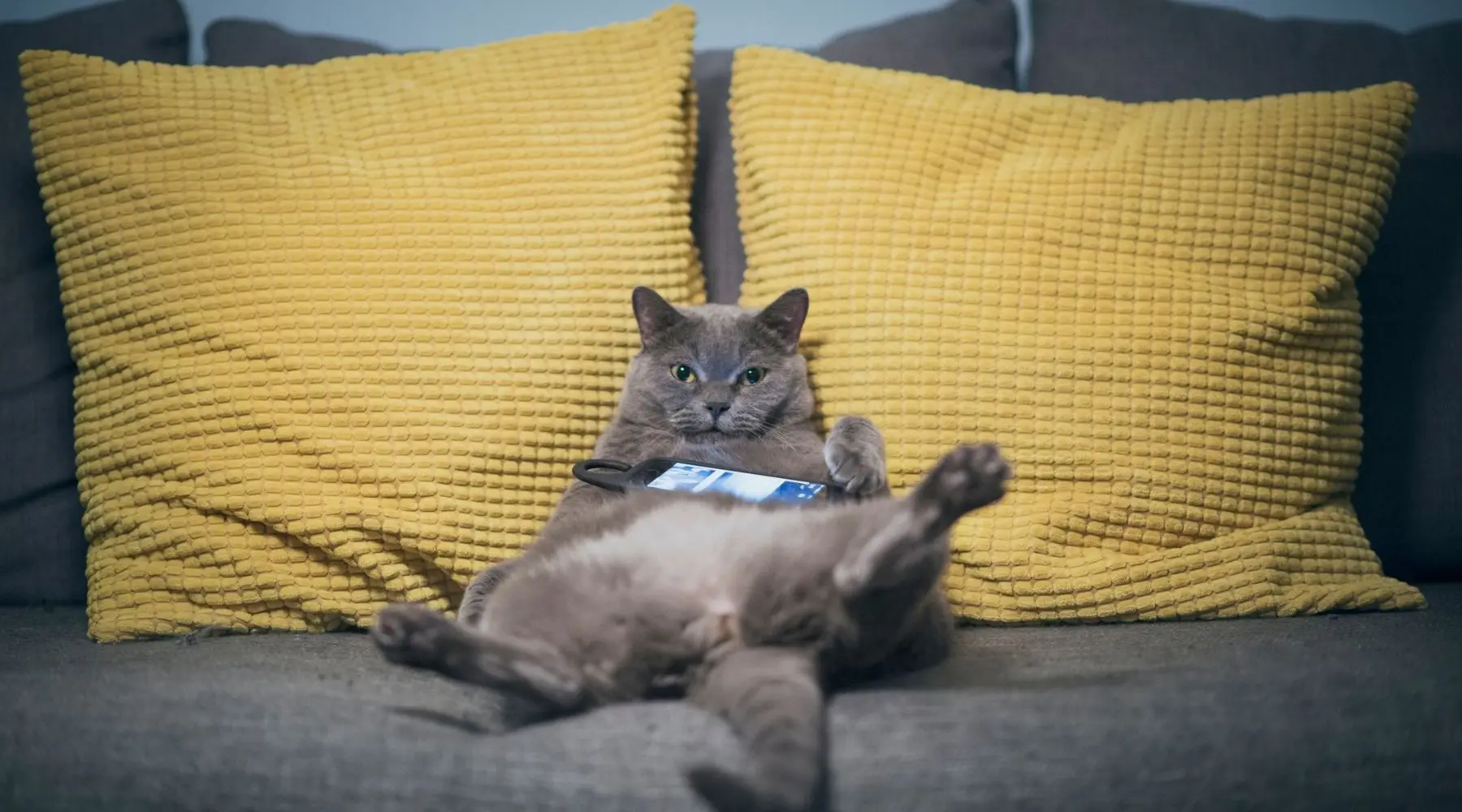 A lazy grey cat sits splayed on a sofa, with a phone on its stomach.