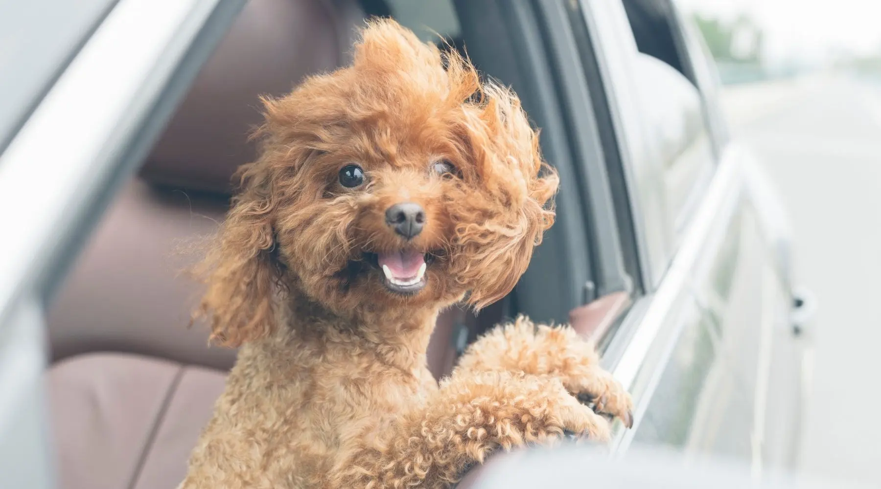 A small fluffy dog looks out of a car window, the wind blowing their coat wildly. 