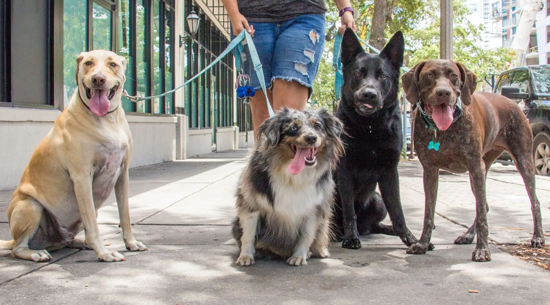 Four very different dogs wait patiently to begin their walk.