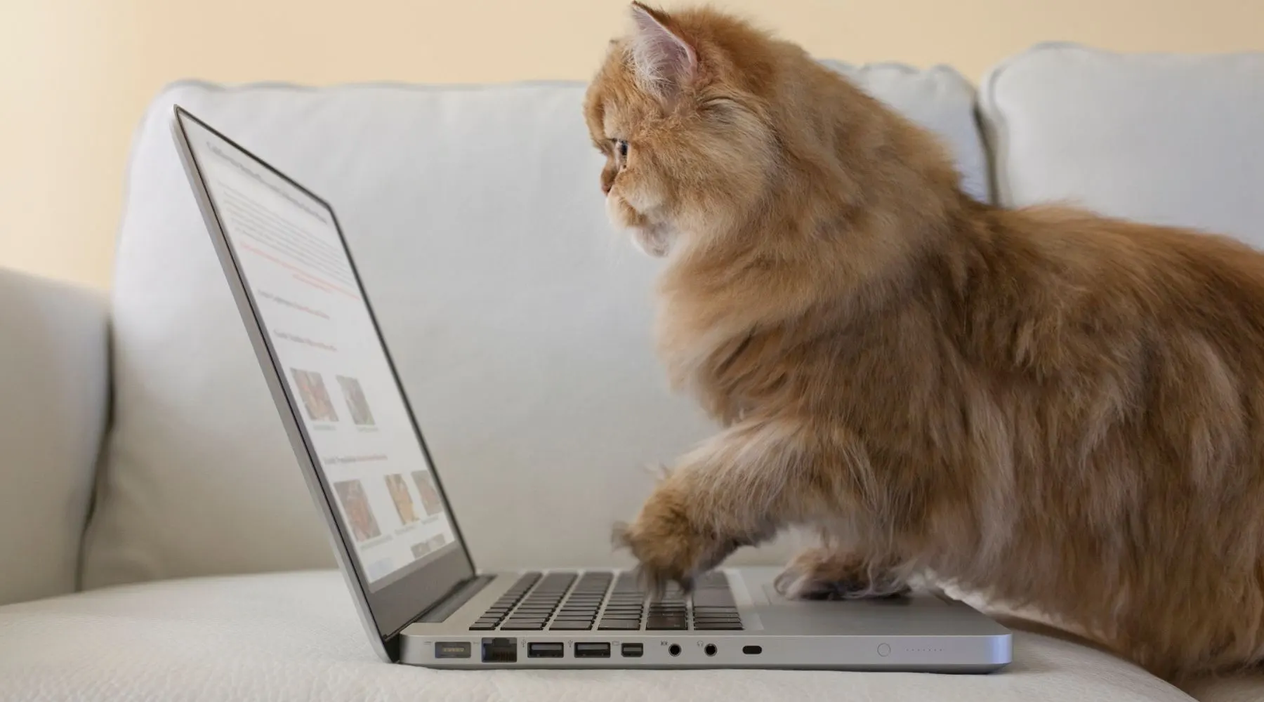 A ginger cat looks at a laptop.