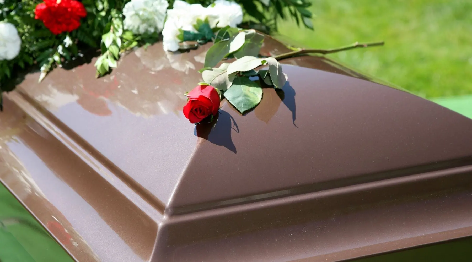 A single brown casket flower 1800x1000