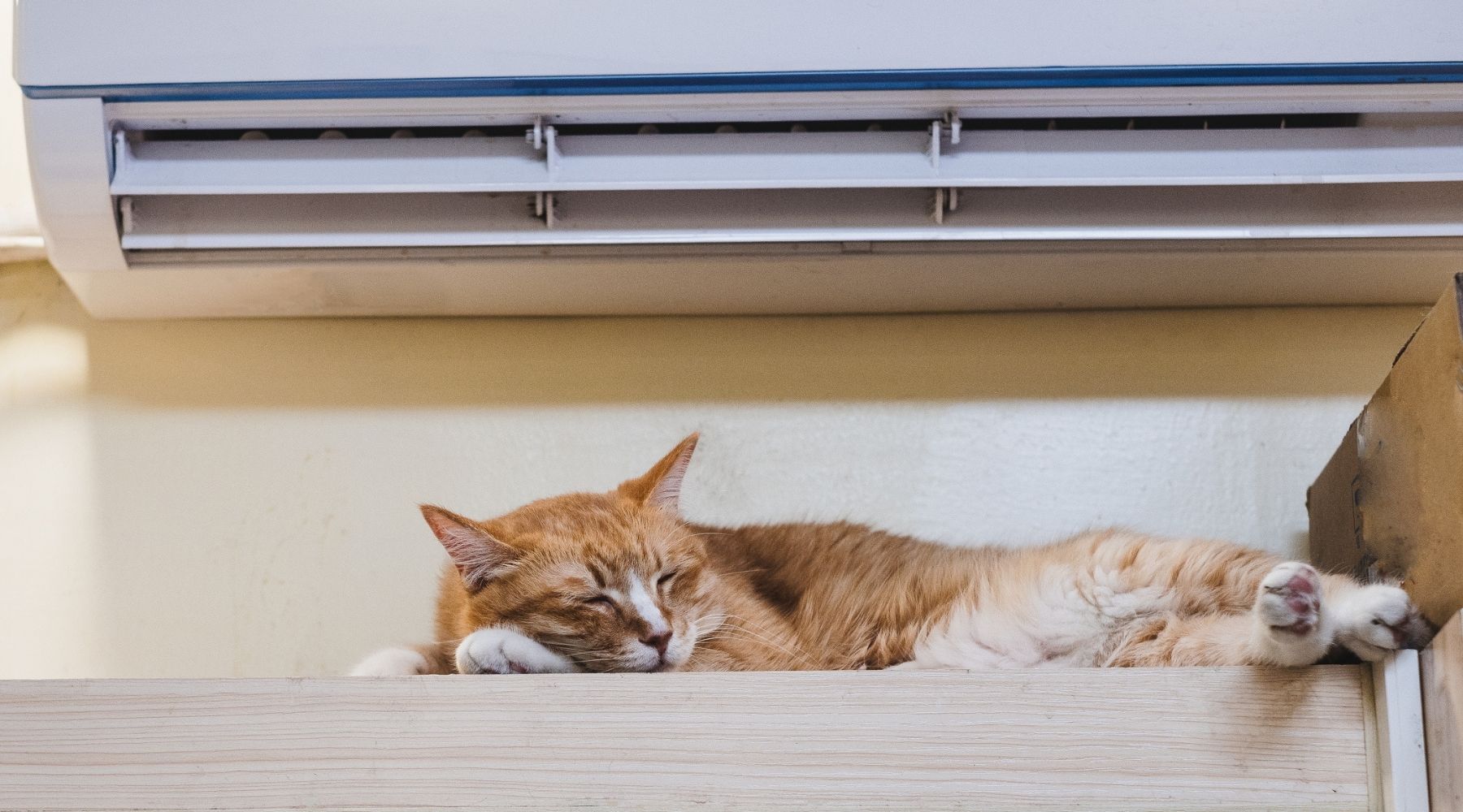 A cat relaxes under a aircon heating unit.