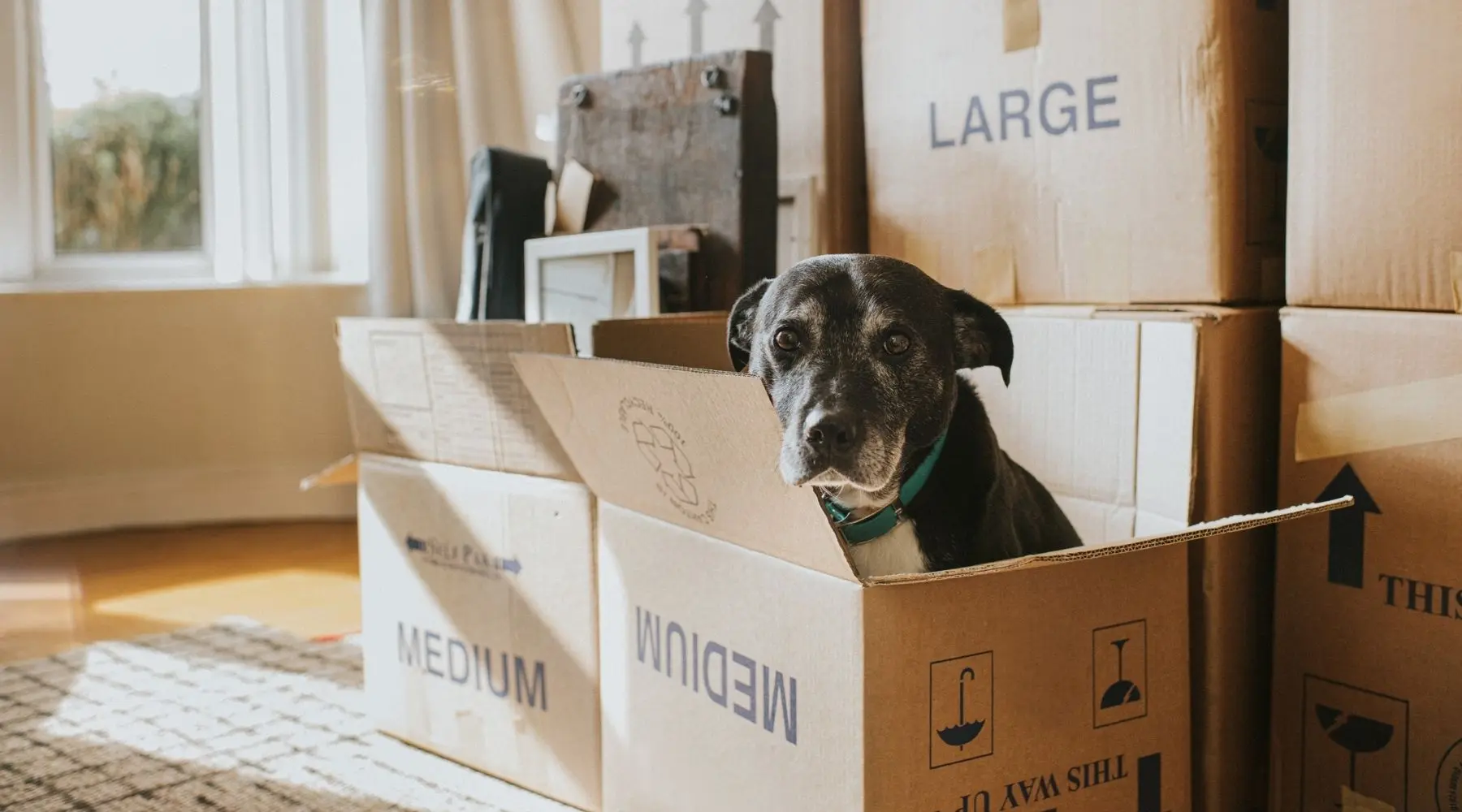 A sunny living room with many cardboard boxes, filled with possessions. In the foreground sits a box with a black dog peering out.