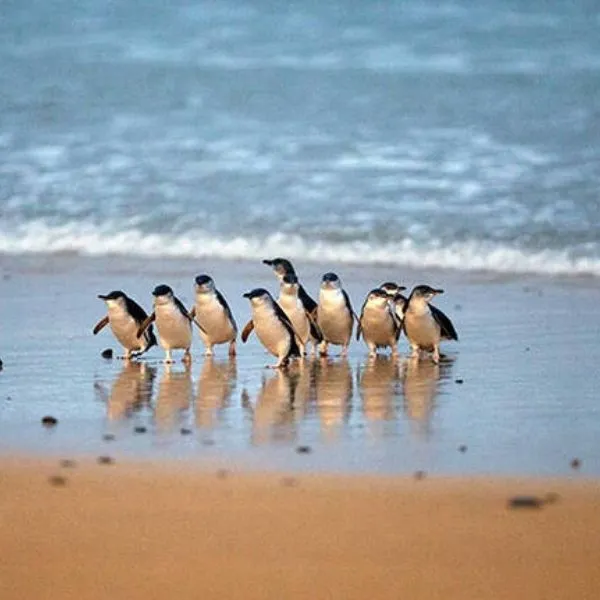 Phillip Island penguin parade viewing