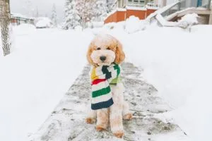 dog on a scarf