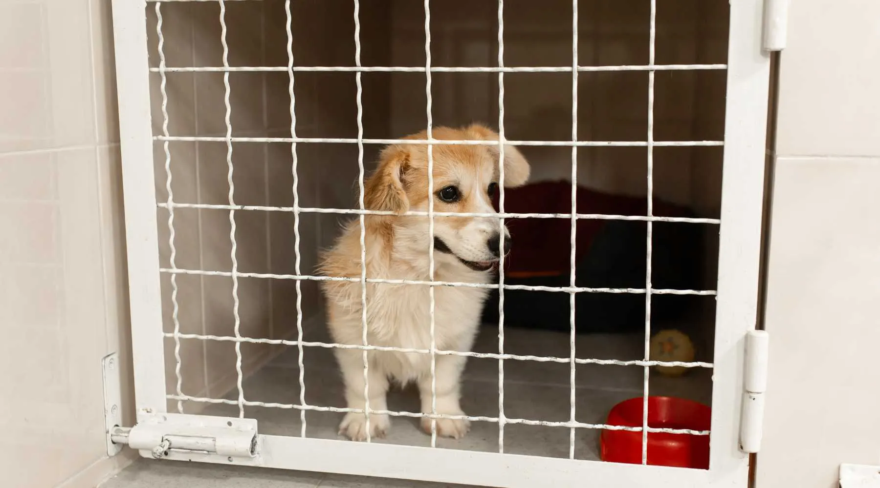 Corgi dog behind gate in pet shelter_Canva_1800x1000