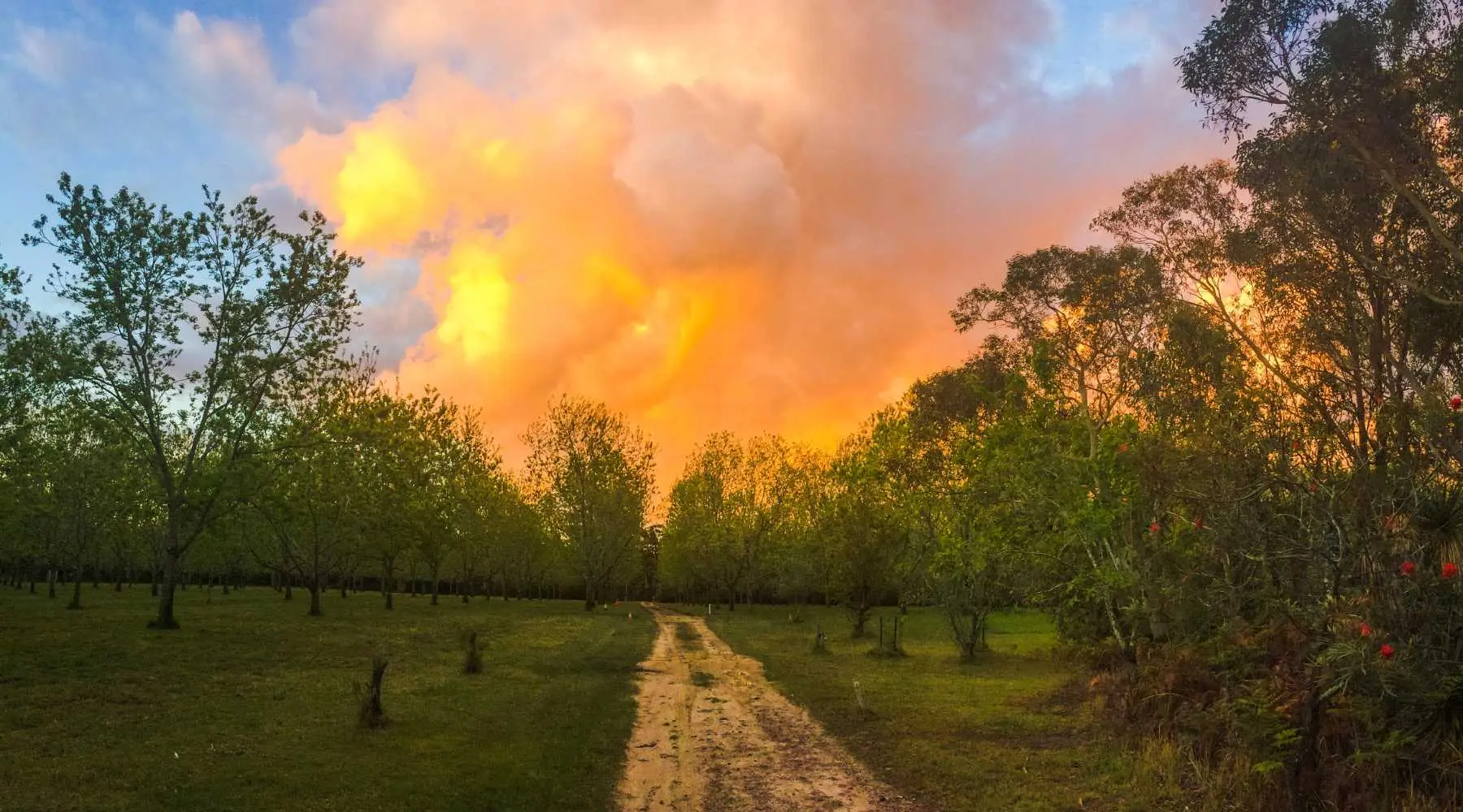 An Australian bushfire