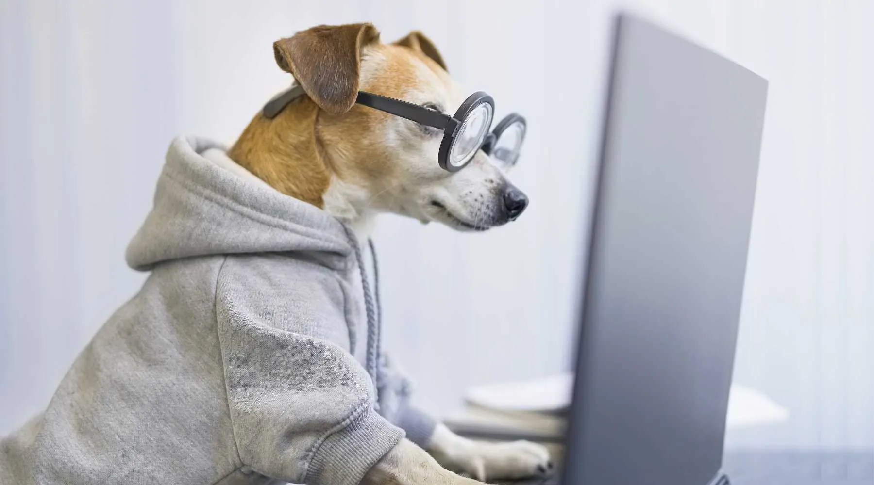 A dog working on a laptop